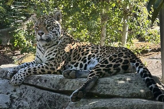 Panthère au Parc Zoologique de Paris
