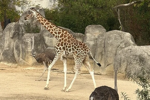 Girafe et autruche au Parc Zoologique de Paris