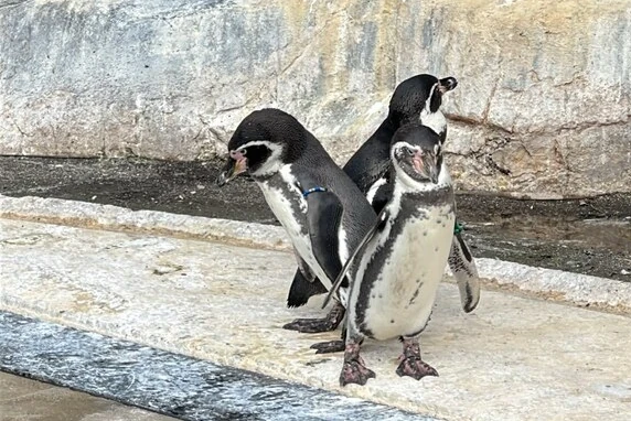 Pingouins au Parc Zoologique de Paris